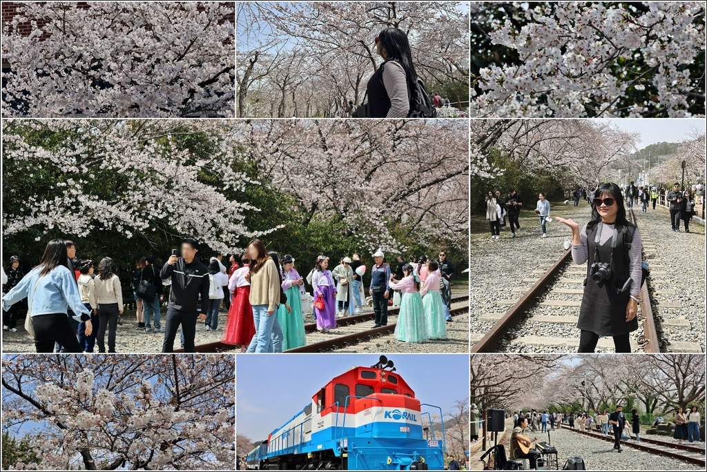 釜山鎮海櫻花季(鎮梅車站)-2024-03-29-81.jpg