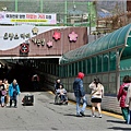 釜山余佐川櫻花季(羅曼史橋)-2024-03-29-01.jpg