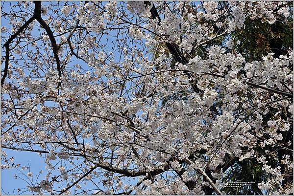 釜山余佐川櫻花季(羅曼史橋)-2024-03-29-06.jpg