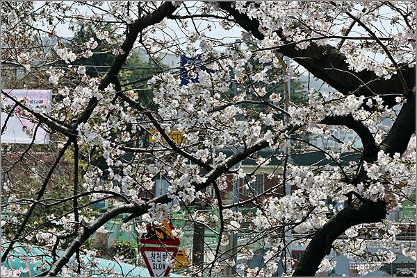 釜山余佐川櫻花季(羅曼史橋)-2024-03-29-05.jpg