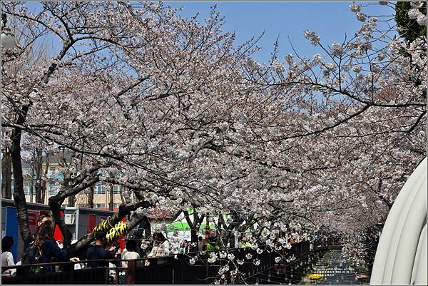 釜山余佐川櫻花季(羅曼史橋)-2024-03-29-27.jpg