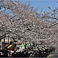 釜山余佐川櫻花季(羅曼史橋)-2024-03-29-27.jpg