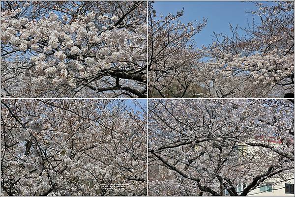 釜山余佐川櫻花季(羅曼史橋)-2024-03-29-29.jpg