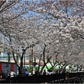 釜山余佐川櫻花季(羅曼史橋)-2024-03-29-28.jpg