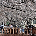 釜山余佐川櫻花季(羅曼史橋)-2024-03-29-37.jpg