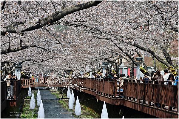 釜山余佐川櫻花季(羅曼史橋)-2024-03-29-39.jpg