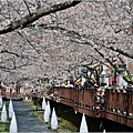 釜山余佐川櫻花季(羅曼史橋)-2024-03-29-39.jpg