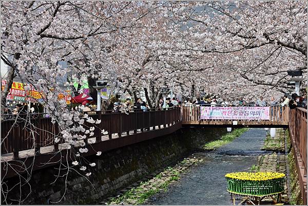 釜山余佐川櫻花季(羅曼史橋)-2024-03-29-41.jpg