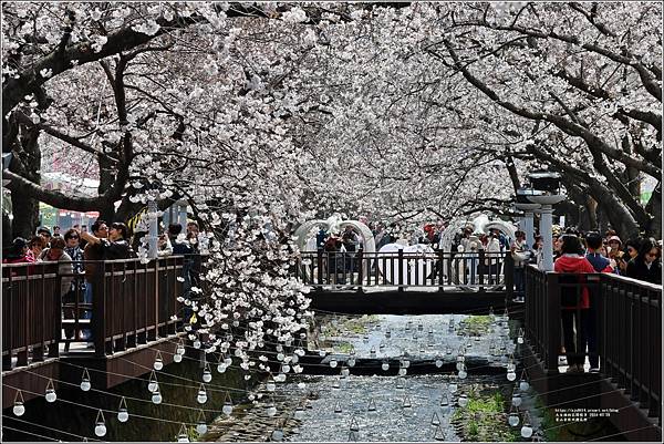 釜山余佐川櫻花季(羅曼史橋)-2024-03-29-47.jpg