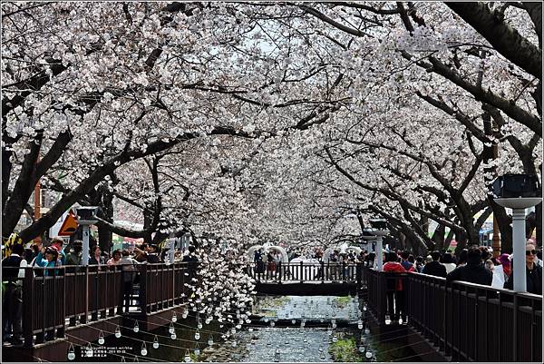 釜山余佐川櫻花季(羅曼史橋)-2024-03-29-46.jpg