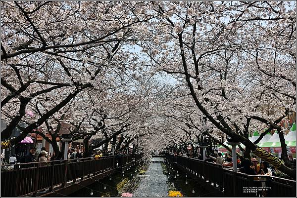 釜山余佐川櫻花季(羅曼史橋)-2024-03-29-49.jpg