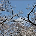 釜山余佐川櫻花季(羅曼史橋)-2024-03-29-51.jpg