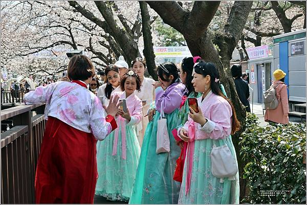 釜山余佐川櫻花季(羅曼史橋)-2024-03-29-52.jpg