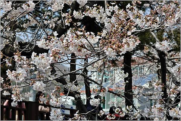 釜山余佐川櫻花季(羅曼史橋)-2024-03-29-57.jpg