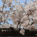 釜山余佐川櫻花季(羅曼史橋)-2024-03-29-63.jpg