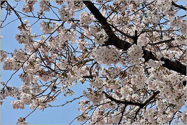 釜山余佐川櫻花季(羅曼史橋)-2024-03-29-64.jpg