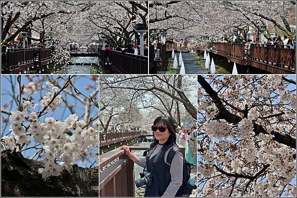 釜山余佐川櫻花季(羅曼史橋)-2024-03-29-75.jpg