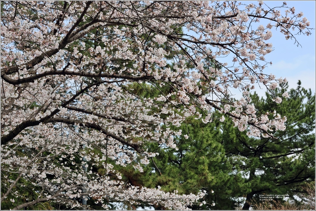 釜山帝皇山公園-2024-03-29-11.jpg