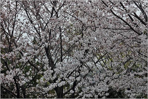 釜山櫻花-2024-03-29-02.jpg