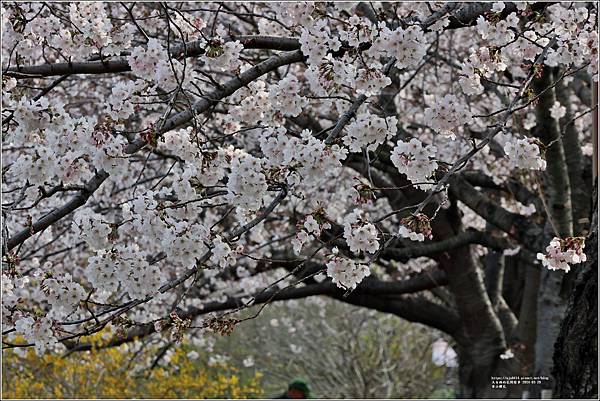 釜山櫻花-2024-03-29-14.jpg