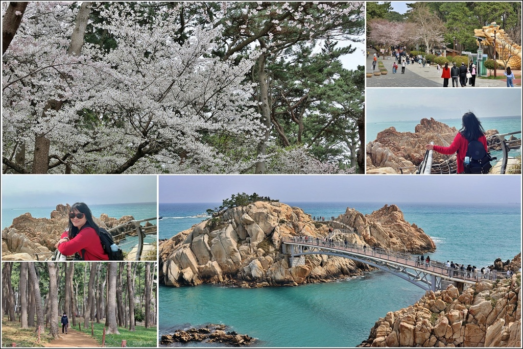 韓國,蔚山,蔚山旅遊,蔚山一日遊,大王岩公園,四季路,松林路,蔚基燈塔,大王橋,大王岩,松樹,櫻花