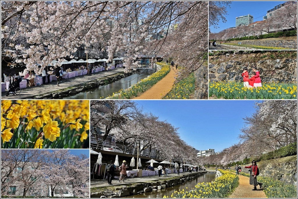 韓國,蔚山,韓國景點,蔚山景點,無去川櫻花路,武巨川櫻花路,櫻花步道,水仙花,賞花,櫻花