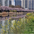 釜山東萊溫泉市民公園-2024-03-31-10.jpg