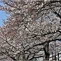 釜山東萊溫泉市民公園-2024-03-31-16.jpg