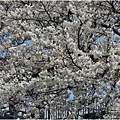 釜山東萊溫泉市民公園-2024-03-31-18.jpg