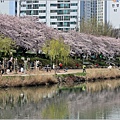 釜山東萊溫泉市民公園-2024-03-31-27.jpg