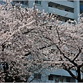 釜山東萊溫泉市民公園-2024-03-31-33.jpg