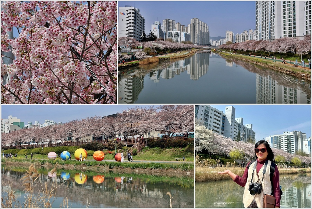 韓國,釜山,韓國景點,釜山景點,東萊溫泉市民公園,東三海水川櫻花路,韓國櫻花,釜山櫻花,櫻花