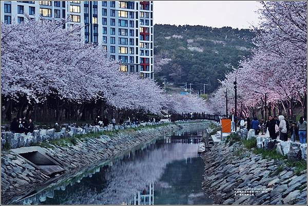東三海水川櫻花路-2024-03-31-09.jpg