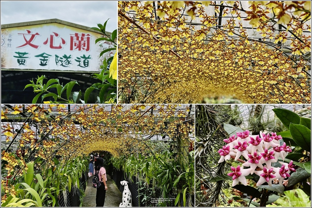 宜蘭,員山,宜蘭景點,員山景點,金雙甡花卉農場,農場,花卉,文心蘭黃金隧道,文心蘭,黃金隧道