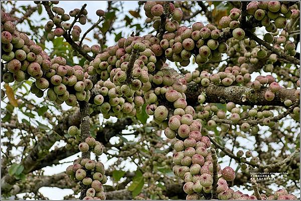 雀榕-大農大富平地森林-2024-11-10-06.jpg