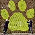 關山彩繪田-神喵報稻-2024-12-29-03.jpg