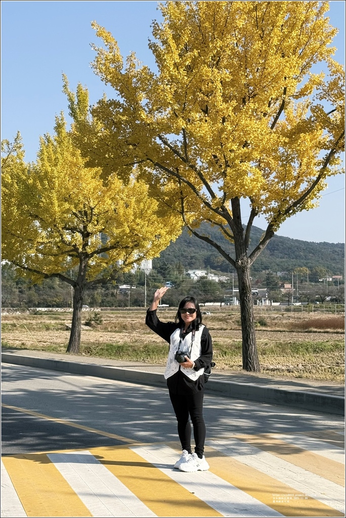 慶州銀杏大道-2025-11-06-18.jpg