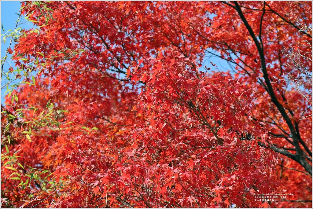 釜山慶州佛國寺楓紅-2025-11-06-39.jpg