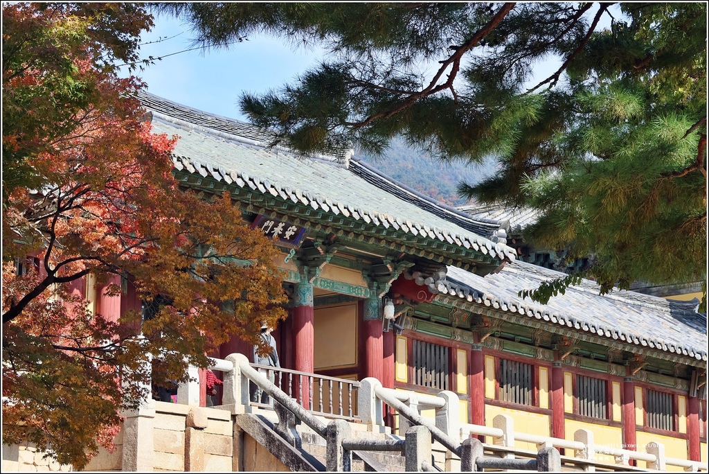 釜山慶州佛國寺楓紅-2025-11-06-67.jpg