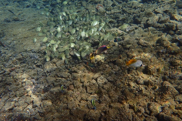 Tide Pool3.JPG Tide Pool3.JPG