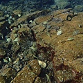 Tide Pool5.JPG