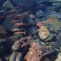 Tide Pool8.JPG