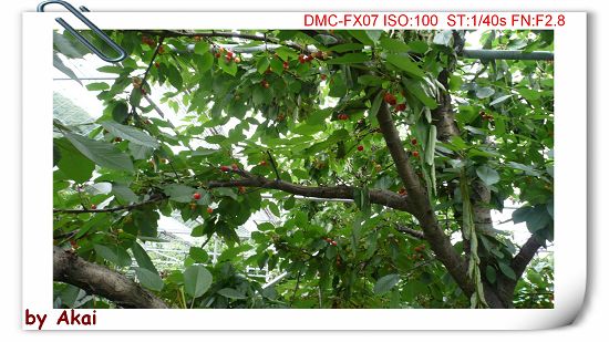 okP1020630.jpg