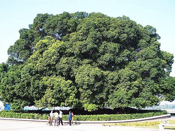 我要長得跟大樹一樣高