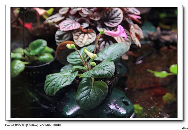 花開富貴 Akau的水草農園 痞客邦 花開富貴 Akau的水草農園 痞客邦