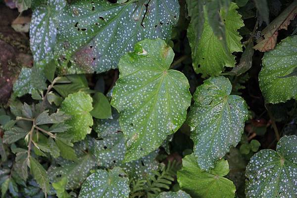 2014_01_25_白斑水鴨腳秋海棠(Begonia formosana f. albomaculata)_1267.JPG