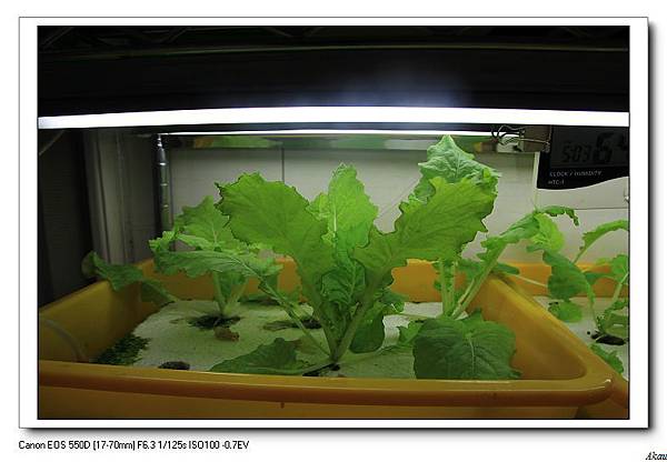 東京小白菜水耕 Akau的水草農園 痞客邦 東京小白菜水耕 Akau的水草農園 痞客邦