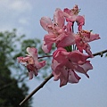 IMG_4739.JPG