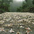 油桐花雨