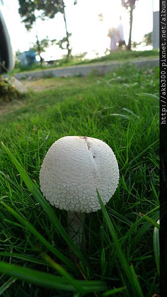 林默娘公園草地裡的驚奇